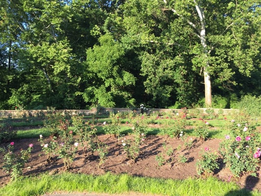 Ritter Park Rose Garden by null