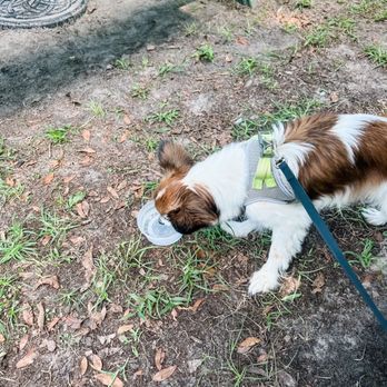 Branford Farm Stand - Nice lady brought out a water bowl for our dog - Mexican Near Me - Branford, Florida