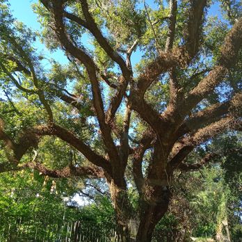 Tours by Isabelle - Mossy oak tree (Tours by Isabelle | October 2022 | Guide: Steve) - Tours Near Me