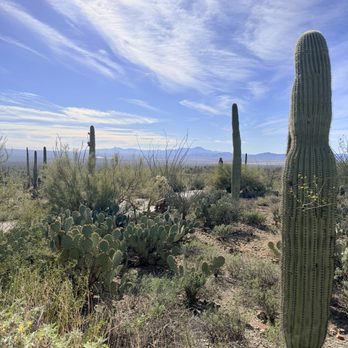 Arizona-Sonora Desert Museum - Museums Near Me - Tucson, Arizona