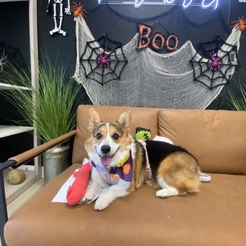 Furologist Dog Spa - Pet Groomers Near Me - San Jose, California