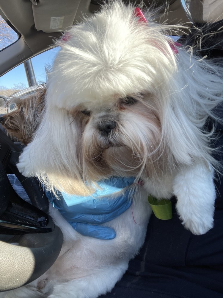 ROVER PET SALON Updated August 2024 31 Photos & 18 Reviews 4500