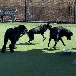 Jett playing peacefully in the no judgment dog park after being denied at dogtopia! Jett playing peacefully in the no judgment dog park after being denied at dogtopia!