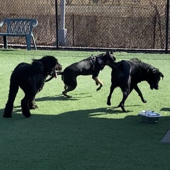 Dogtopia of Bethpage - Jett playing peacefully in the no judgment dog park after being denied at dogtopia! - Pet Groomers Near Me - Bethpage, New York Dogtopia of Bethpage - Jett playing peacefully in the no judgment dog park after being denied at dogtopia! - Pet Groomers Near Me - Bethpage, New York