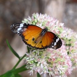 Butterfly World