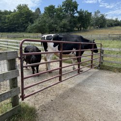 Farm Sanctuary - The bull guarding the entrance