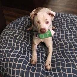 Happy Puppy