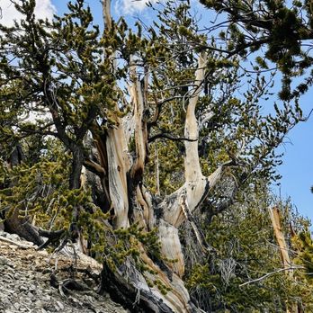 Ancient Bristlecone Pine Forest - Parks Near Me - Bishop, California Ancient Bristlecone Pine Forest - Parks Near Me - Bishop, California