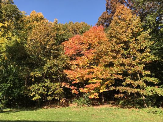 Inwood Hill Park by null