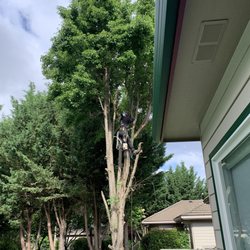 Quality Tree Service - It's coming down