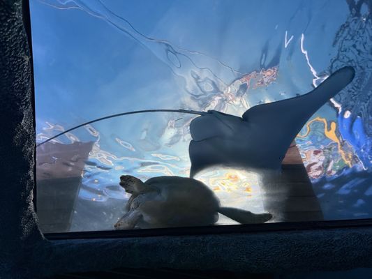 SEA LIFE Sydney Aquarium by null