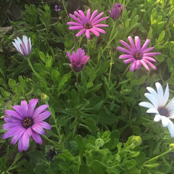 Kern River Parkway - The flowers are in bloom. Gorgeous "Dawatus" as my 3 year old calls them. Lol - Hiking Near Me - Bakersfield, California Kern River Parkway - The flowers are in bloom. Gorgeous "Dawatus" as my 3 year old calls them. Lol - Hiking Near Me - Bakersfield, California