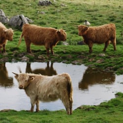 Paganum Produce - Highland Cattle near Malham Cove, Yorkshire Dales