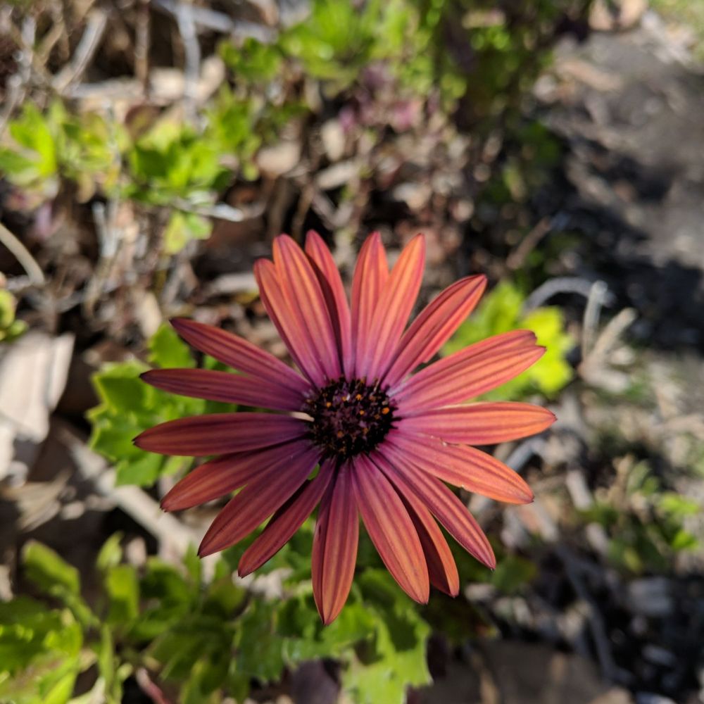 Borrego Park - They're really some amazing flowers here in Spring - Parks Near Me - Foothill Ranch, California Borrego Park - They're really some amazing flowers here in Spring - Parks Near Me - Foothill Ranch, California
