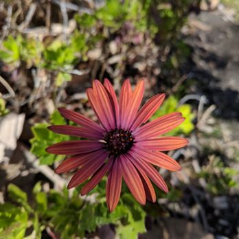 Borrego Park - They're really some amazing flowers here in Spring - Parks Near Me - Foothill Ranch, California