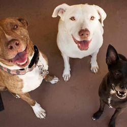 Pampered Pets and Property - Our 4 legged family members