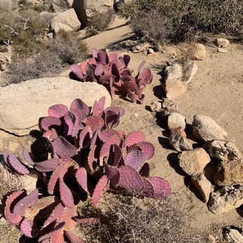 Joshua Tree Alchemy - Meditation Centers Near Me Joshua Tree Alchemy - Meditation Centers Near Me