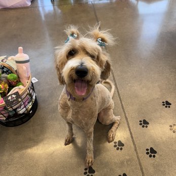 Pixie Sticks Dog Boutique - Pet Groomers Near Me - Gilbert, Arizona