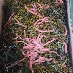 Hook-Up Bait & Tackle - FRESH BLOODWORMS
