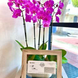Waxing by Mina at Glam Boutique  - Mina's Eustachian License