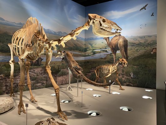 Royal Alberta Museum by null