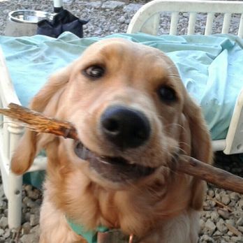 DailyDOGS - Dog Walkers Near Me - Shoreline, Washington