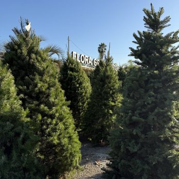 Flora Grubb Gardens - Christmas trees!!! - Nurseries & Gardening Near Me - Marina del Rey, California