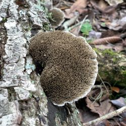 Pine Island Hiking Trail - Wile fungi