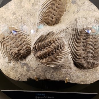 Field Museum - Museums Near Me - Chicago, Illinois