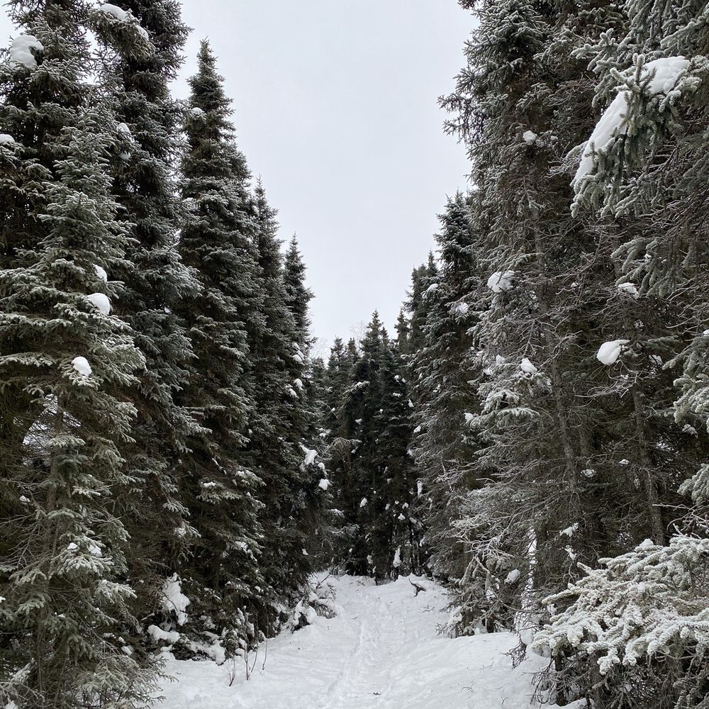 Goose Lake Park - Hiking Near Me - Anchorage, Alaska Goose Lake Park - Hiking Near Me - Anchorage, Alaska