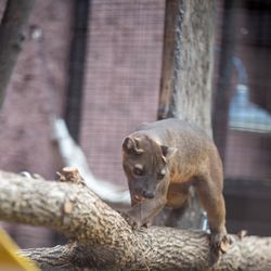 Lake Superior Zoo