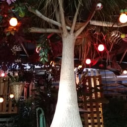 The beer garden with giant Pony Tail Palm as a centre piece. The beer garden with giant Pony Tail Palm as a centre piece.