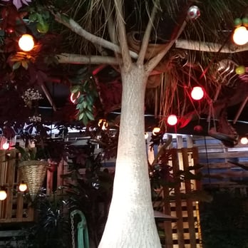 Newtown Hotel - The beer garden with giant Pony Tail Palm as a centre piece. - Pubs Near Me - Newtown, NSW Newtown Hotel - The beer garden with giant Pony Tail Palm as a centre piece. - Pubs Near Me - Newtown, NSW