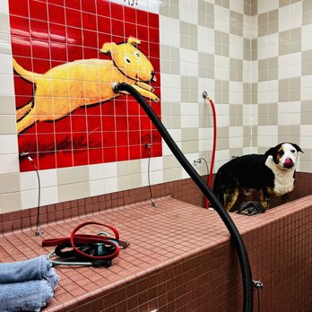 Pet Food Express - $18 self service dog wash. - Pet Stores Near Me - Oakland, California Pet Food Express - $18 self service dog wash. - Pet Stores Near Me - Oakland, California