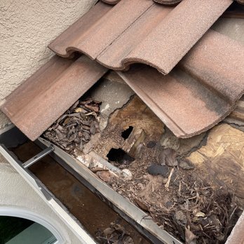 Austin's Wildlife Removal Services - Wildlife Control Near Me - Round Rock, Texas Austin's Wildlife Removal Services - Wildlife Control Near Me - Round Rock, Texas