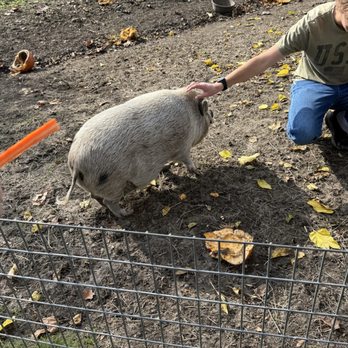 American Made Farm Sanctuary - Petting Zoos Near Me - Petaluma, California