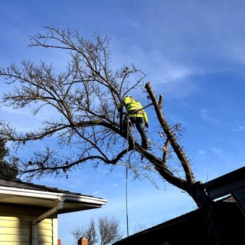 Central Cal Tree Service - The dismantling of old maple tree - Tree Services Near Me Central Cal Tree Service - The dismantling of old maple tree - Tree Services Near Me