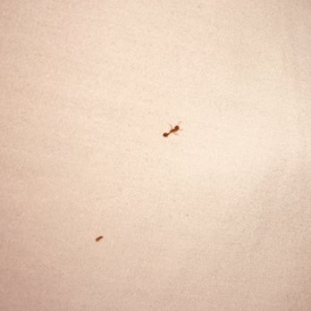 Motel 6 - a photo of one of the ants and another brown bug in the bed - Hotels Near Me - Lordsburg, New Mexico Motel 6 - a photo of one of the ants and another brown bug in the bed - Hotels Near Me - Lordsburg, New Mexico