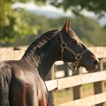 Oakhurst Equine Veterinary Services - Veterinarians Near Me - Newberg, Oregon Oakhurst Equine Veterinary Services - Veterinarians Near Me - Newberg, Oregon