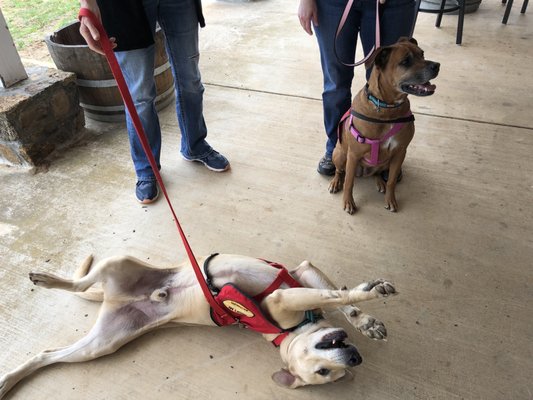 Valley View Farm by null