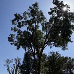 Ward Bros - Pruning of the Ash and Oak and the pile of wood they saved for me.