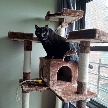 Cypress Feline Rescue - Community Service/Non-Profit Near Me Cypress Feline Rescue - Community Service/Non-Profit Near Me