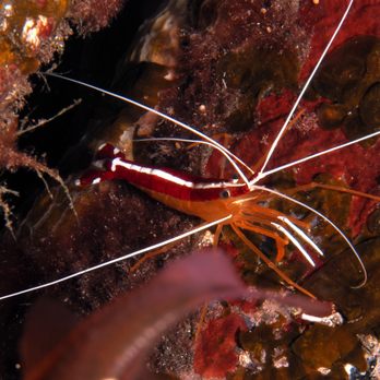 Rivers to Reef - scarlet cleaner shrimp - Travel Agents Near Me Rivers to Reef - scarlet cleaner shrimp - Travel Agents Near Me
