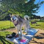 Photo of Paws Down Pets Dog Training