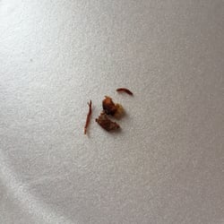 The rest of the cockroach I found in my mushroom stroganoff.