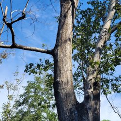 Tree Masters Expert Tree Care