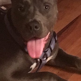 Lehigh Valley Humane Society - Animal Shelters Near Me - Allentown, Pennsylvania Lehigh Valley Humane Society - Animal Shelters Near Me - Allentown, Pennsylvania