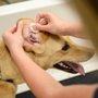 Photo of Scenthound