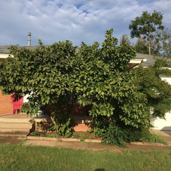 Moore Than Trees - Tree Services Near Me