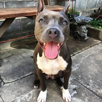 PHL PETS - Dog Walkers Near Me